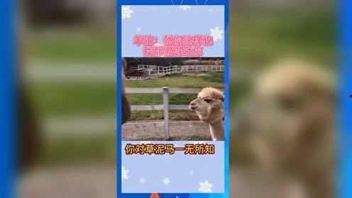 娱乐吃瓜的ai,明星幕后那些事儿